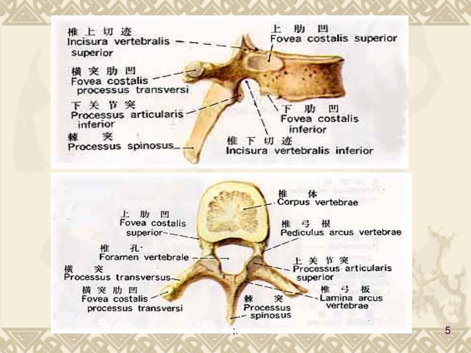 医学影像学第七版骨骼系统二ppt课件_第5页