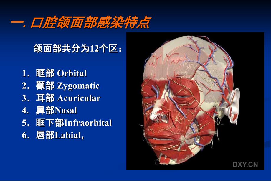 口腔学：口腔颌面部感染_第3页