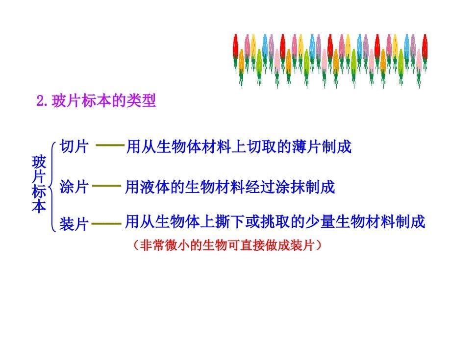 观察植物细胞和动物细胞_第5页