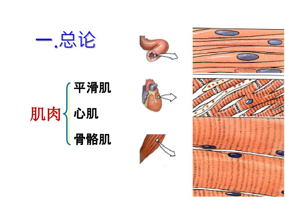 骨骼肌.ppt_第2页