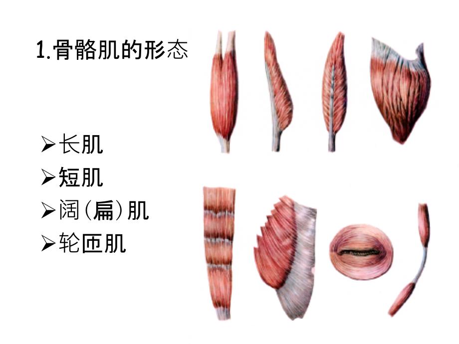 骨骼肌.ppt_第3页