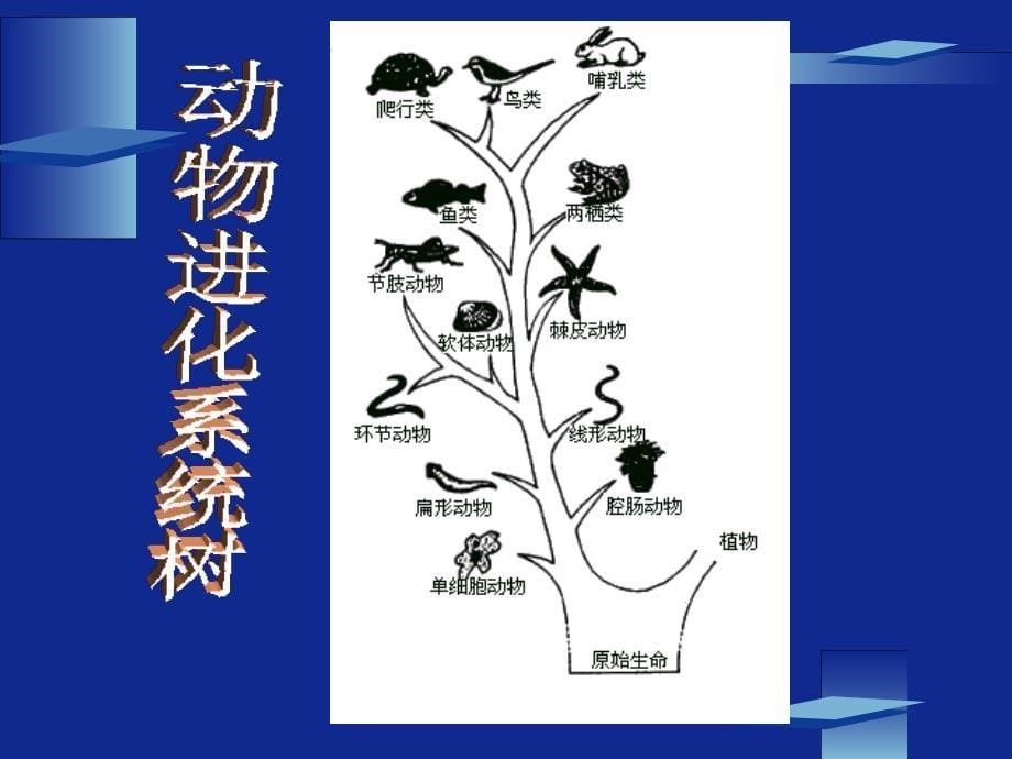 动物的主要类群第一课时_第5页