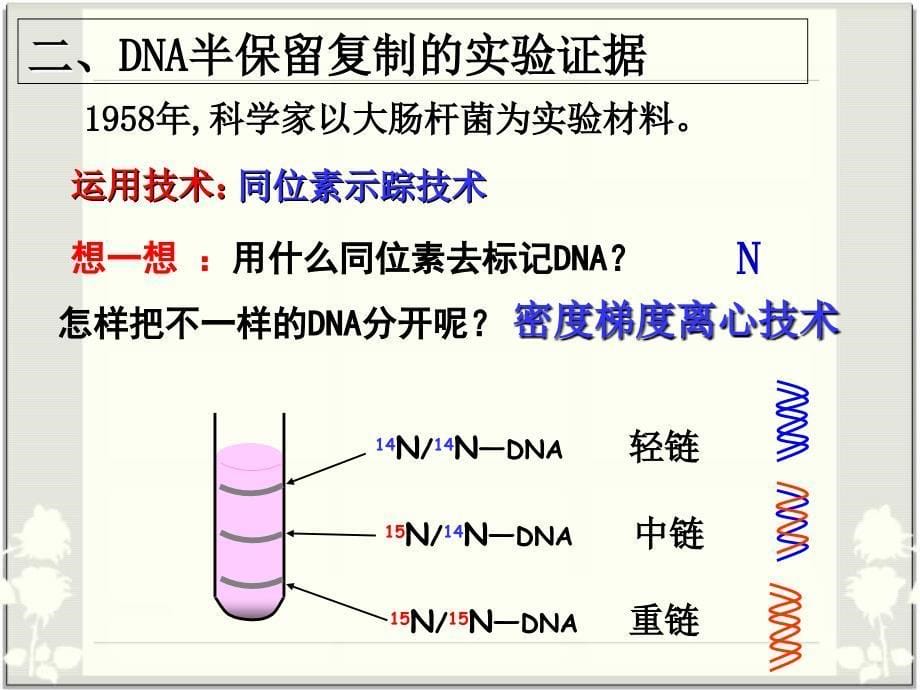 DNA的复制(动画)解读课件_第5页