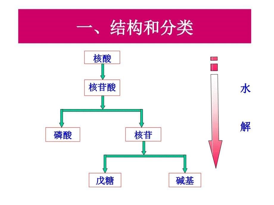 核酸类药物的分析PPT课件_第5页