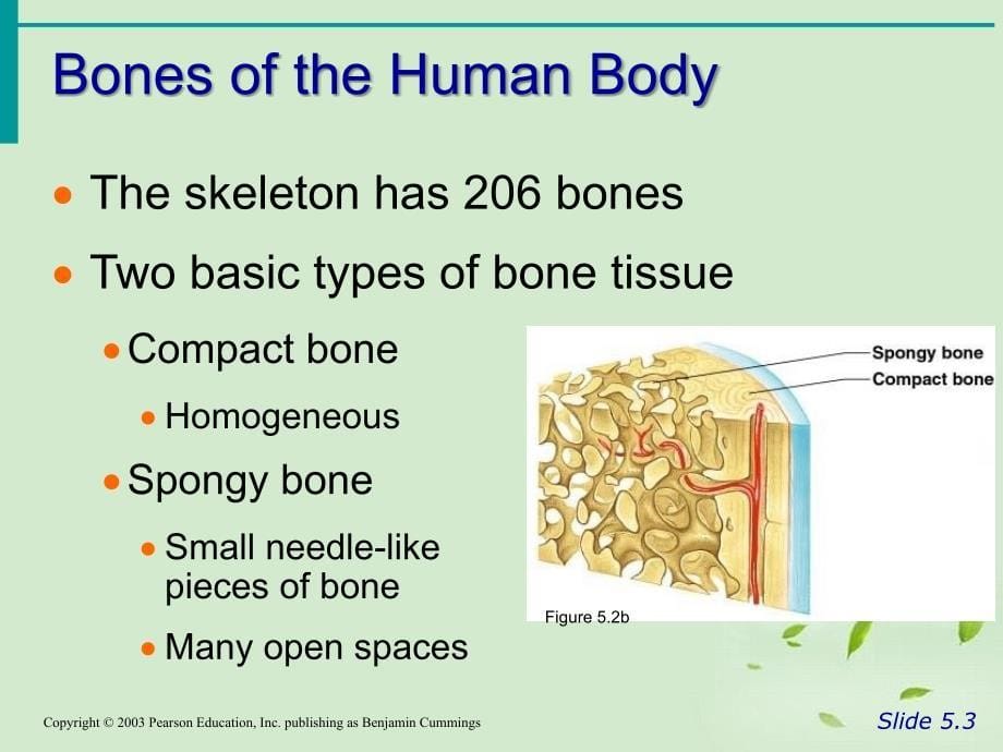 简洁医学授课模板：骨骼系统TheSkeletalSystem_第5页