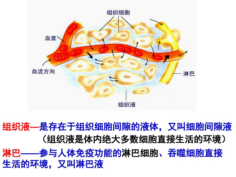 细胞生活的内环境_第4页