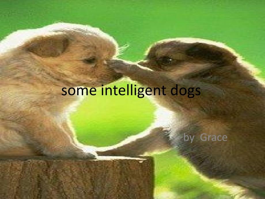 some intelligent dogs_第1页