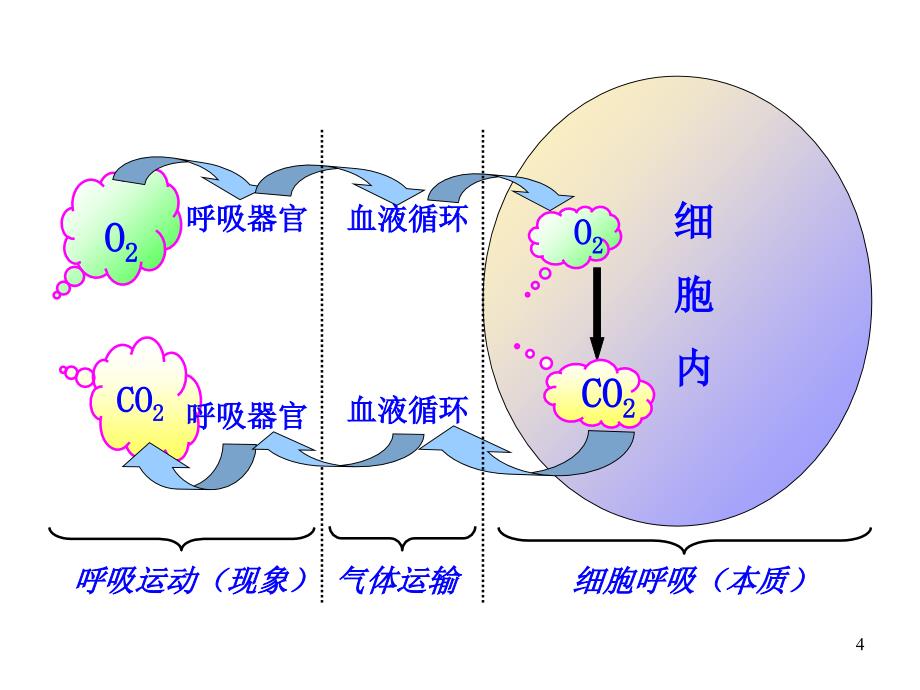 细胞呼吸的概念、反应式和过程.._第4页