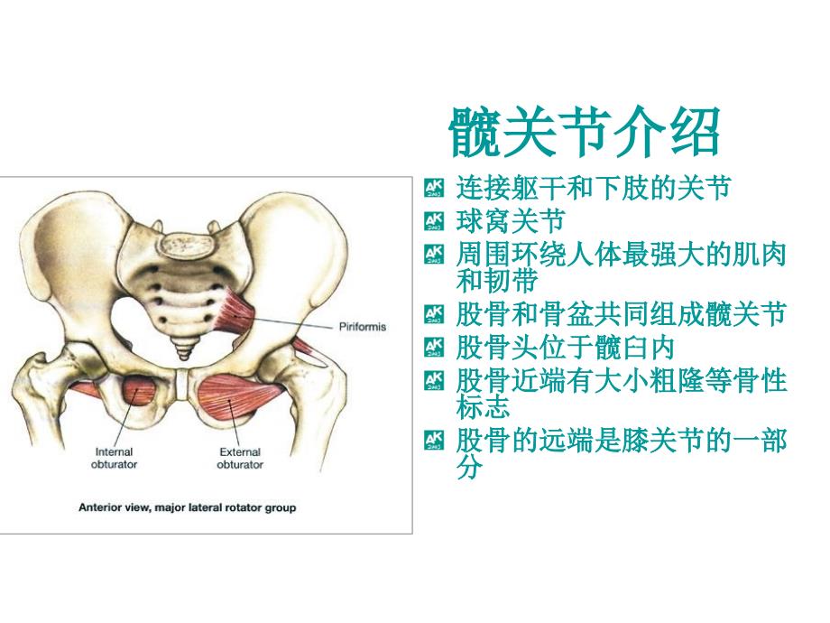 髋关节解剖解析_第2页