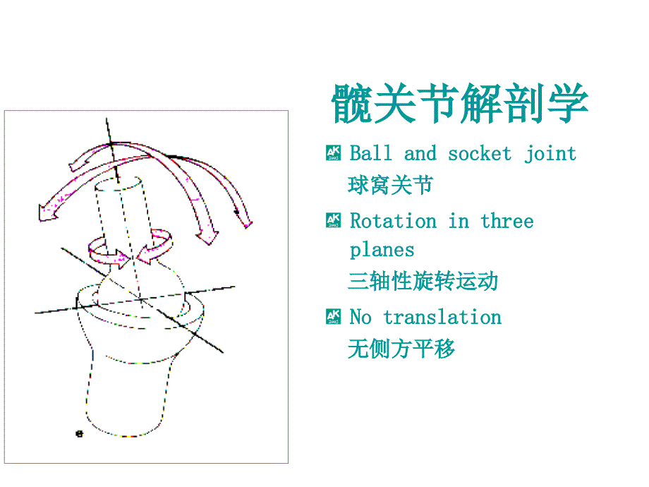 髋关节解剖解析_第3页