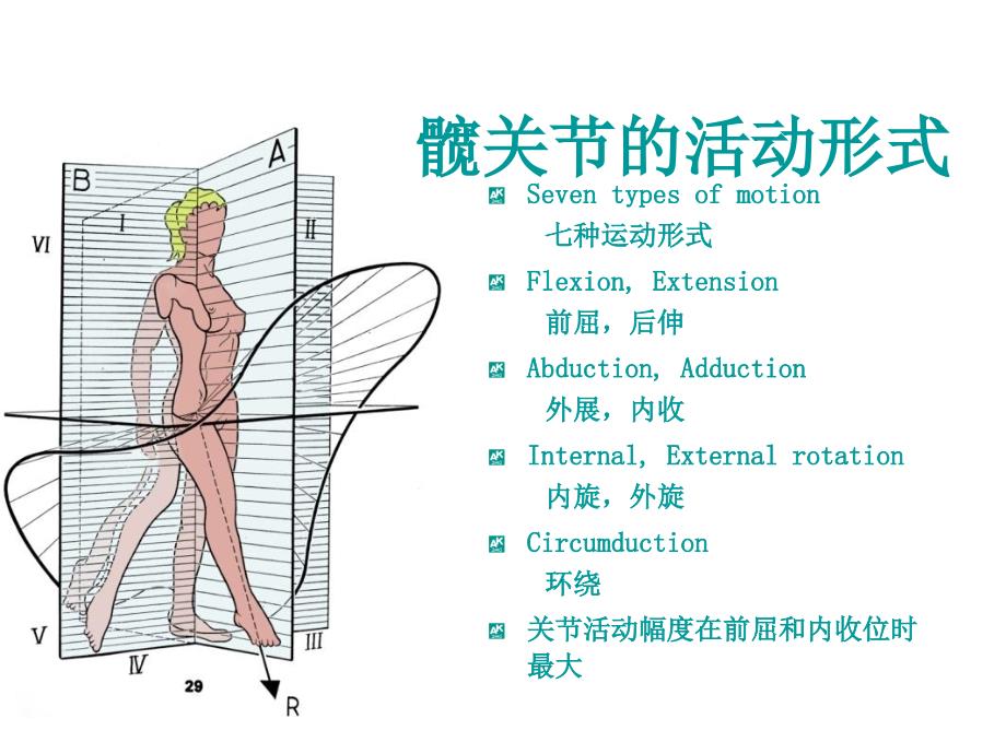 髋关节解剖解析_第4页