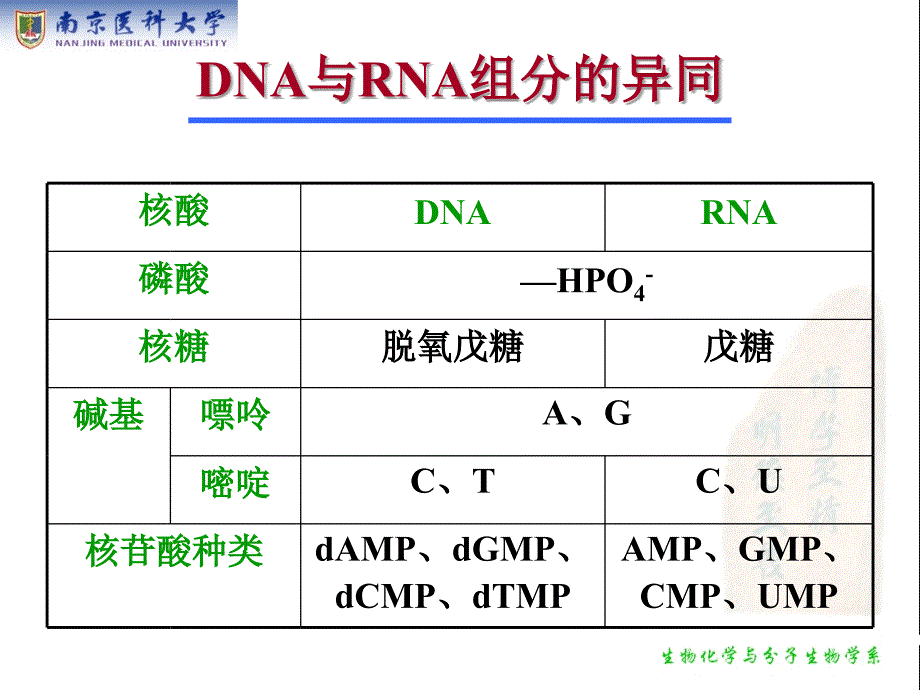 生物化学：第十章 核苷酸代谢_第3页