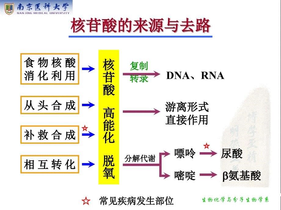 生物化学：第十章 核苷酸代谢_第5页