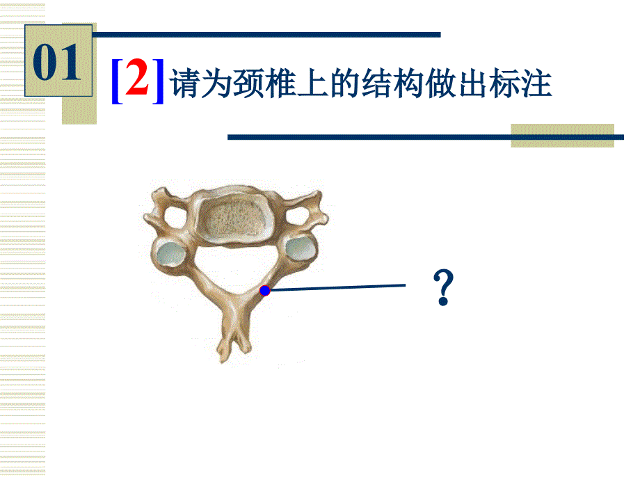 系统解剖学实验课件：系统解剖学-实验图片考试_第3页