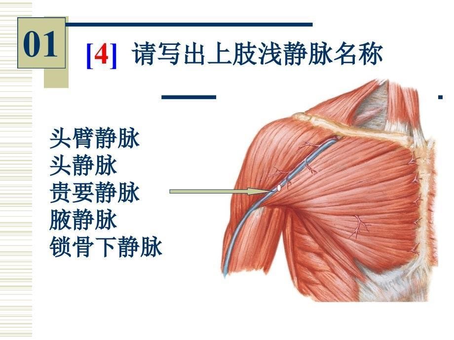 系统解剖学实验课件：系统解剖学-实验图片考试_第5页