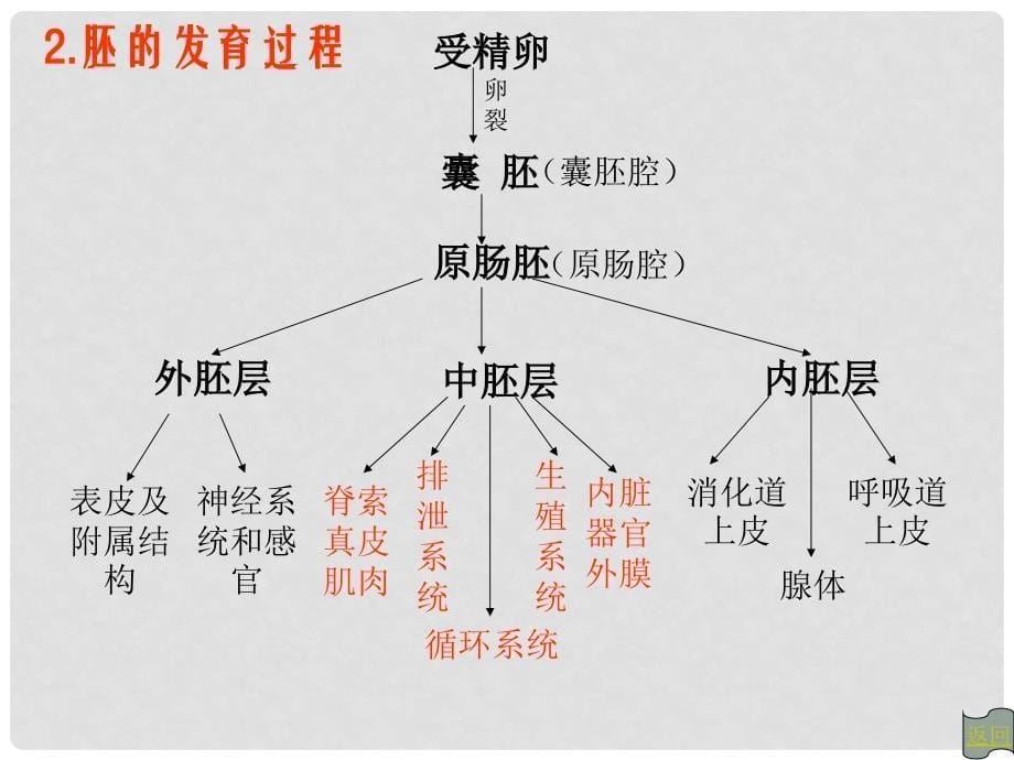 湖南省师大附中高中生物 动物个体发育课件 新人教版必修3_第5页