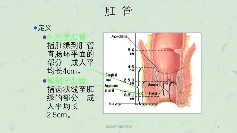 直肠及肛管超声诊断课件_第3页