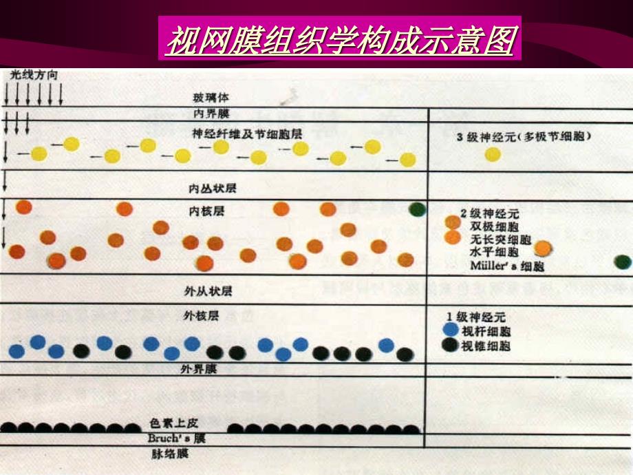 《视网膜及视神经病》PPT课件_第4页