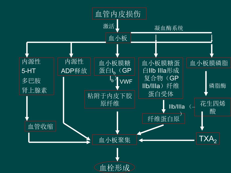 抗血小板药及抗凝药分类及应用_第4页