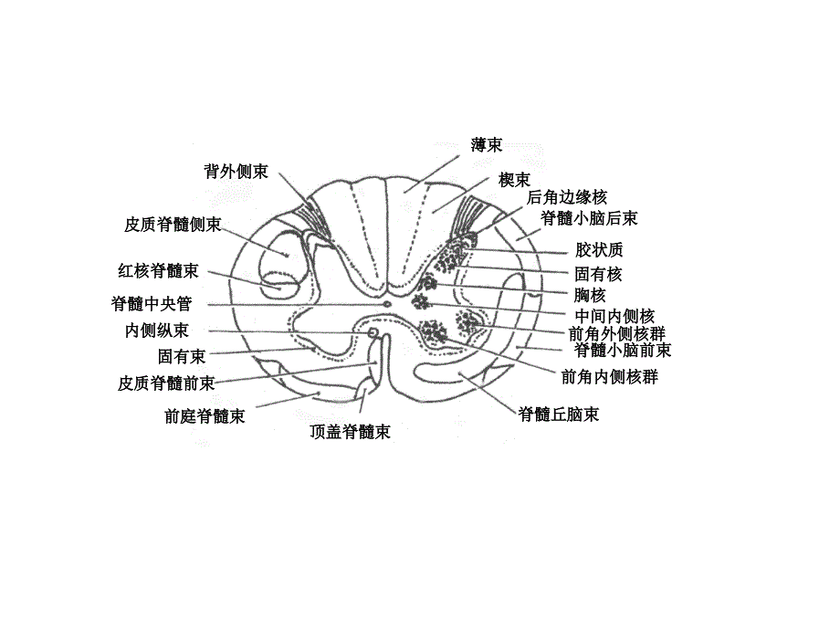 脑干断面图(作业)01_第2页