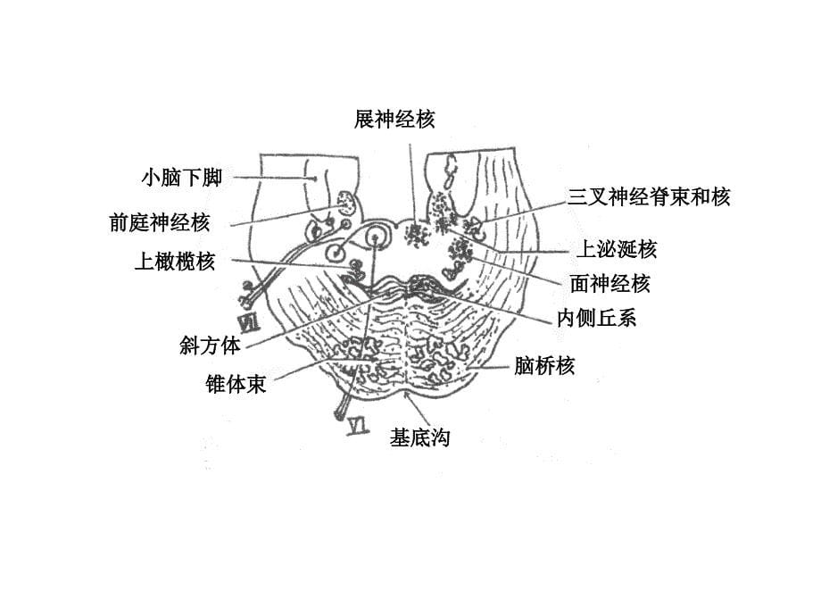 脑干断面图(作业)01_第5页