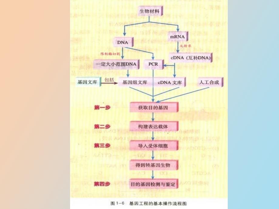 高二生物基因工程的基本操作步骤_第4页