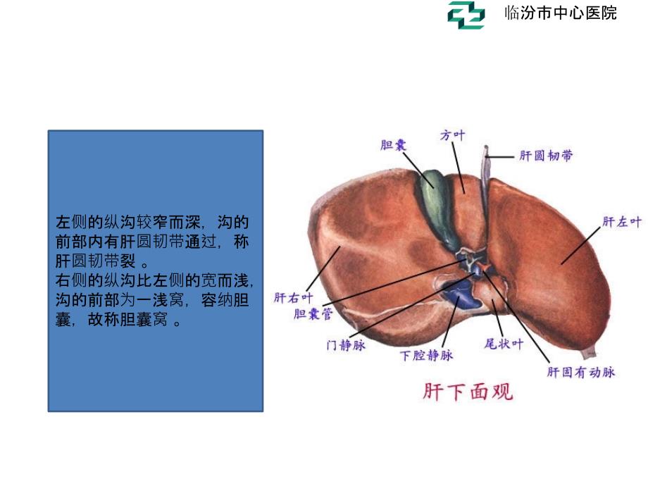 肝脏的超声分叶分段_第3页