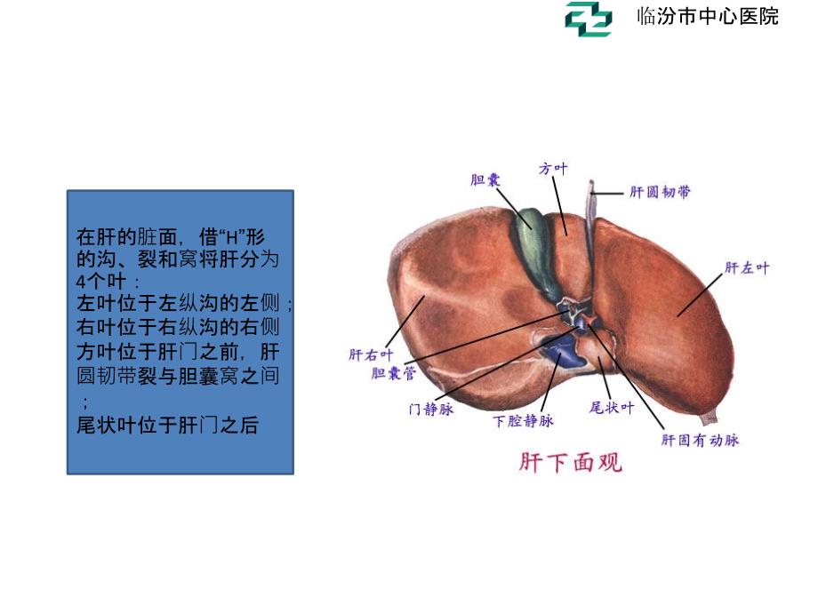 肝脏的超声分叶分段_第4页