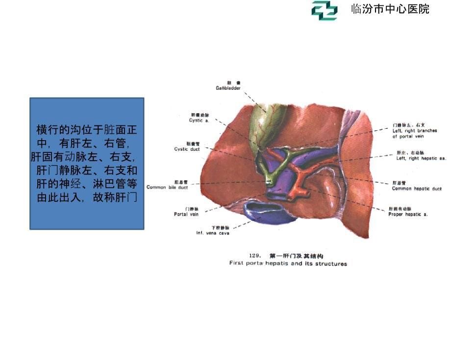 肝脏的超声分叶分段_第5页