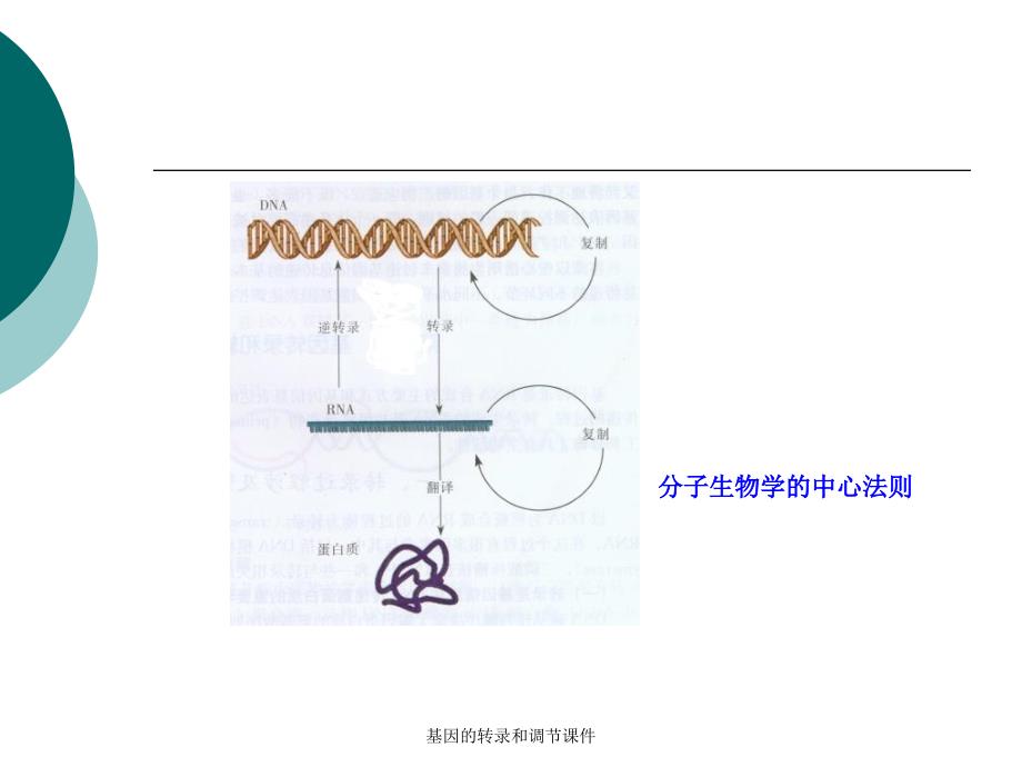 基因的转录和调节课件_第4页