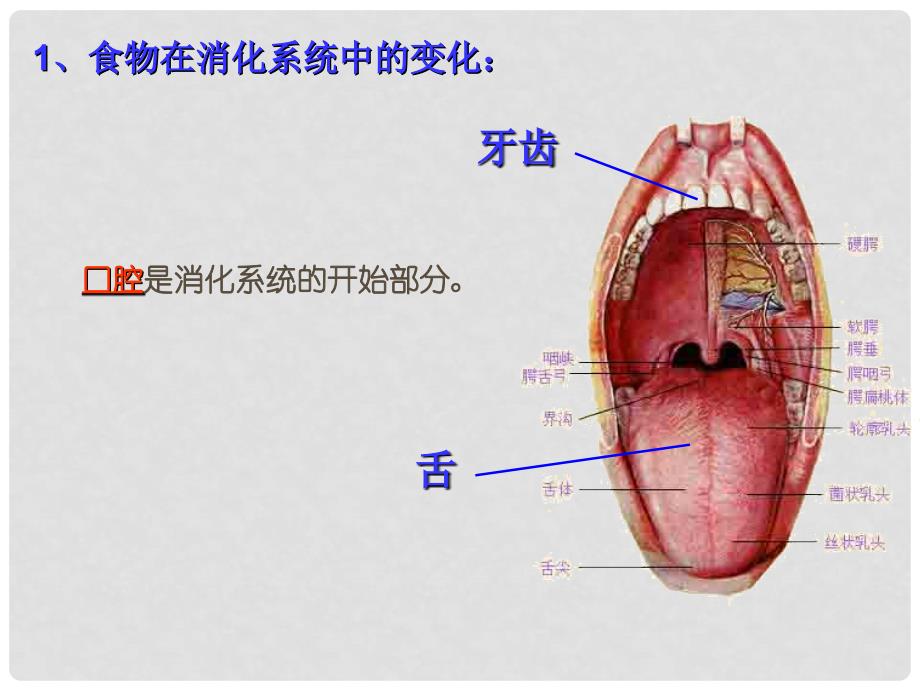 七年级生物下册 第二章 第二节 消化和吸收课件 新人教版_第3页