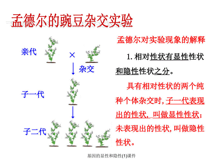 基因的显性和隐性1课件_第3页