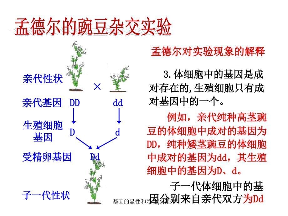 基因的显性和隐性1课件_第5页