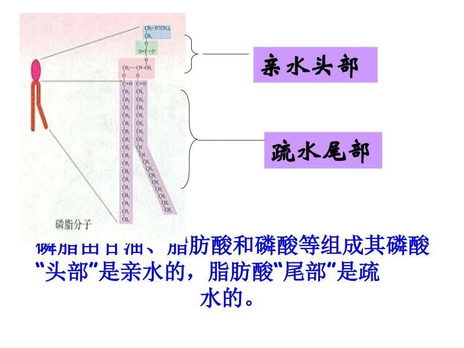 生物膜的流动镶嵌模型课件ppt_第5页