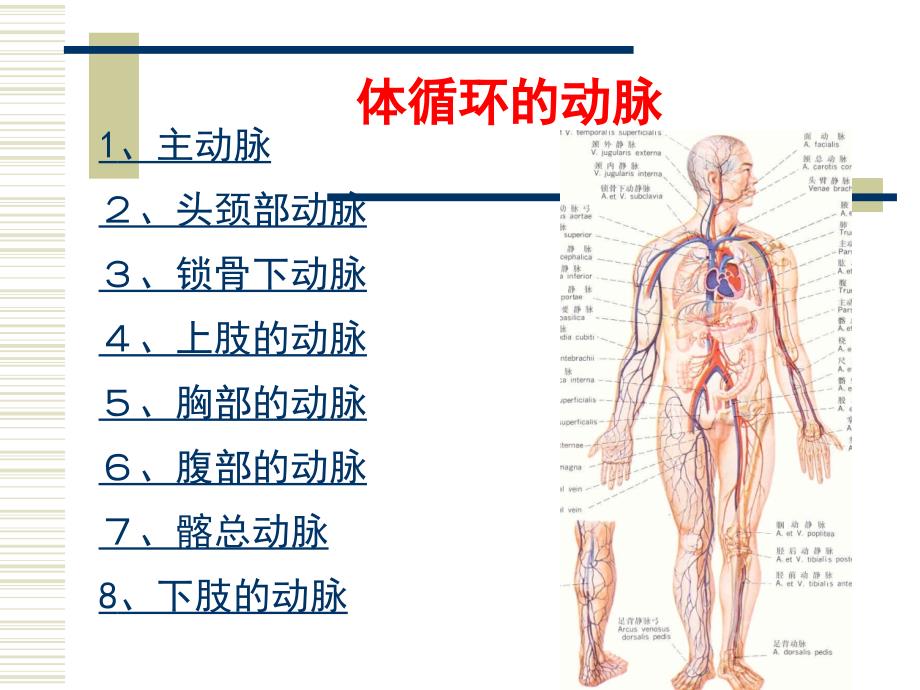 人体解剖生理学课件第六章循环系统的结构与功能2_第2页