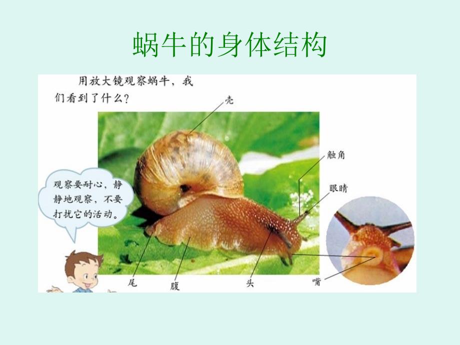 教科版四年级上册科学《身体的结构》课件_第3页