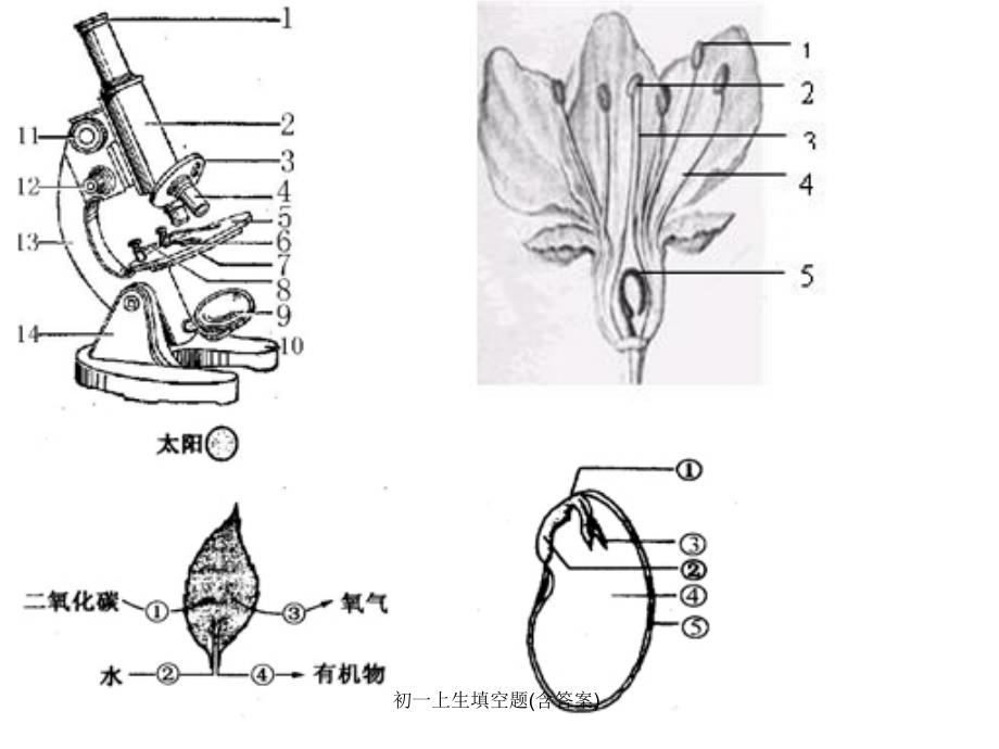 初一上生填空题含答案课件_第1页