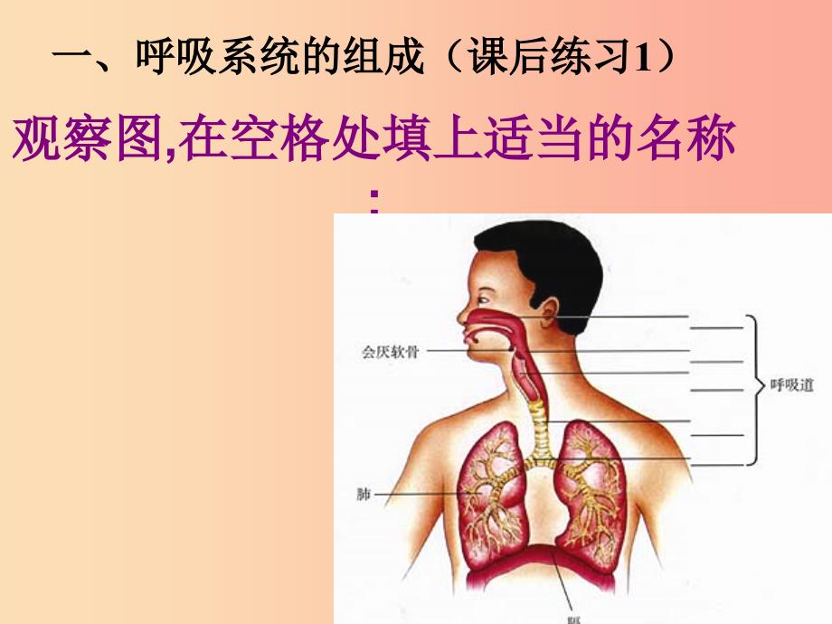 吉林省七年级生物下册 4.3.1 呼吸道对空气的处理课件 新人教版.ppt_第4页