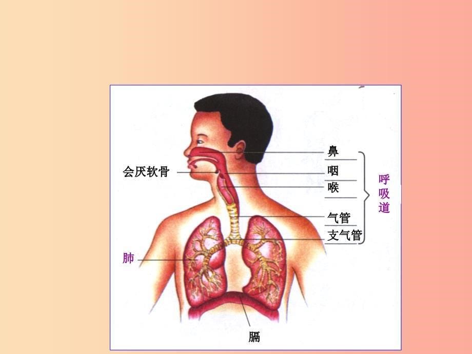 吉林省七年级生物下册 4.3.1 呼吸道对空气的处理课件 新人教版.ppt_第5页