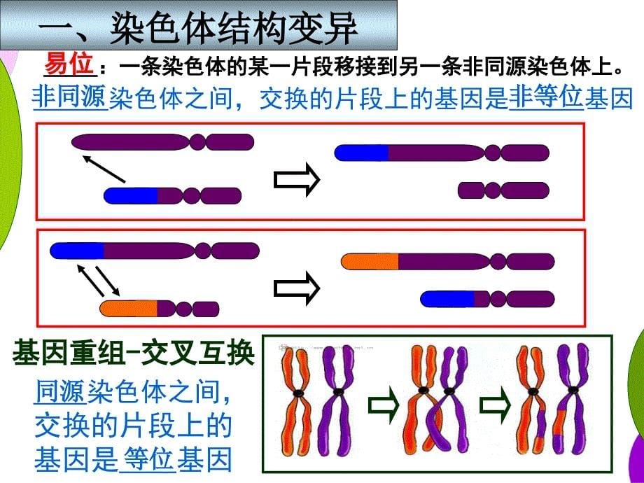 52染色体变异汇总_第5页