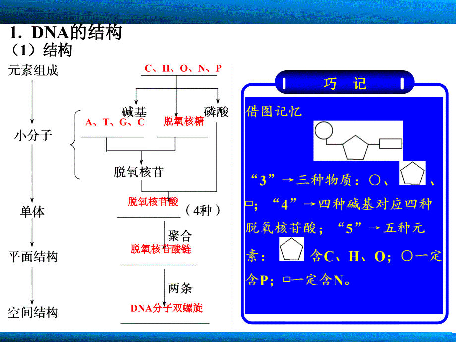 第六单元第19讲DNA的结构复制_第3页