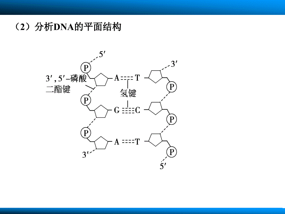 第六单元第19讲DNA的结构复制_第4页