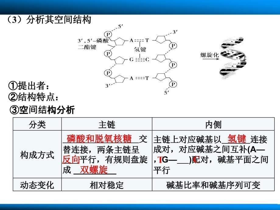 第六单元第19讲DNA的结构复制_第5页