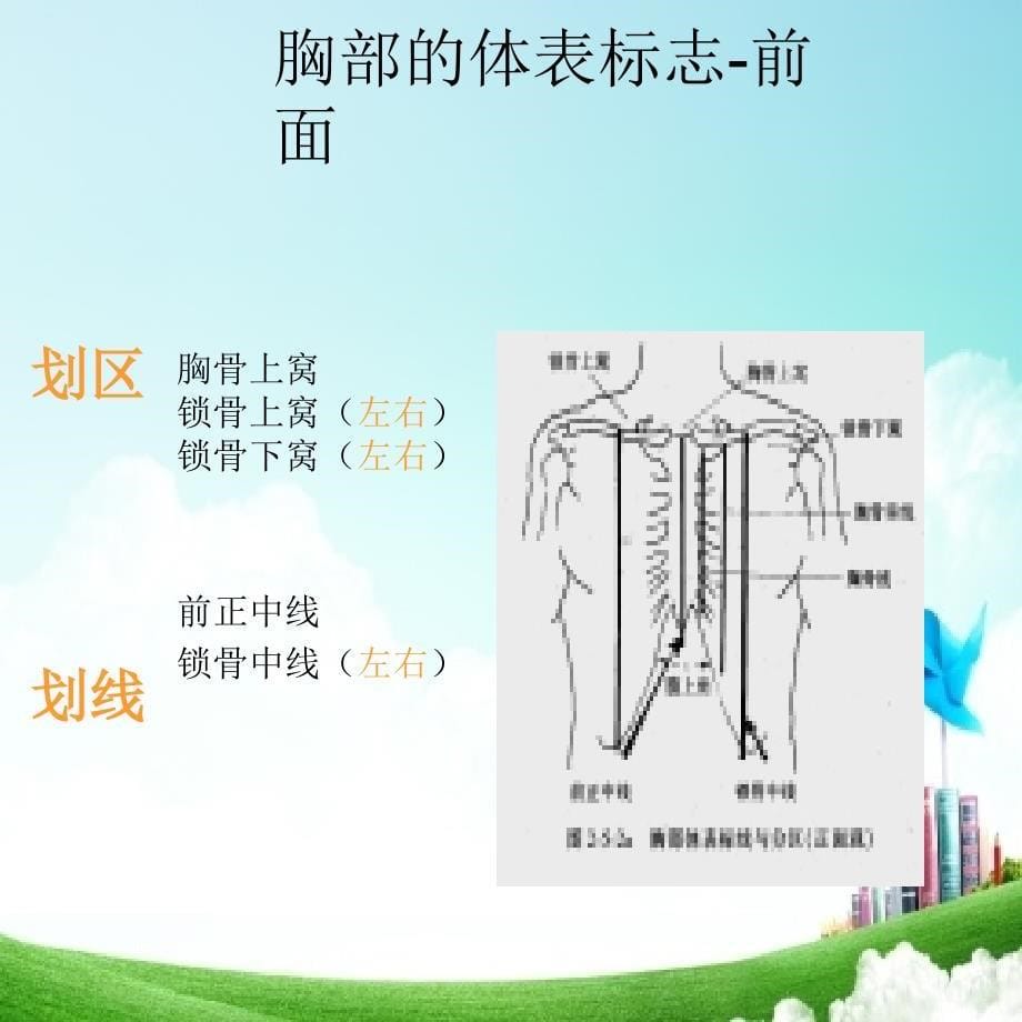 诊断学胸肺体格检查_第5页