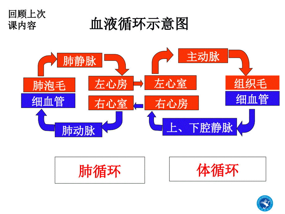 系统解剖学：第11章 淋巴系统_第3页