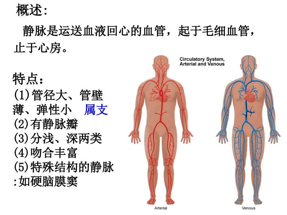 系统解剖学：第11章 淋巴系统_第4页