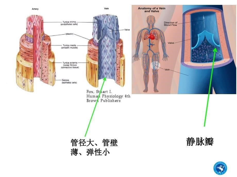 系统解剖学：第11章 淋巴系统_第5页