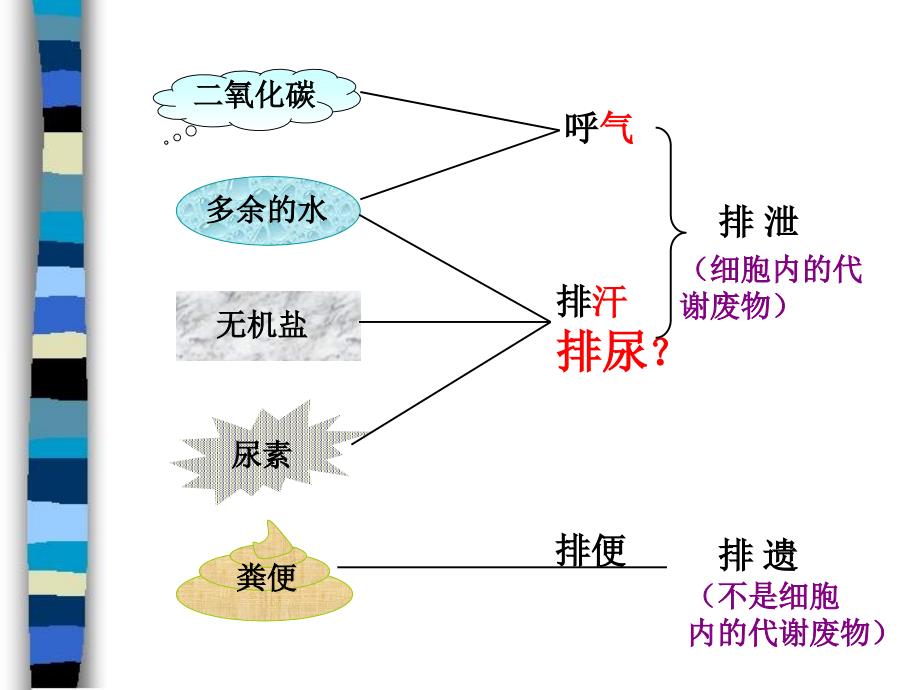 精品第一节尿的形成和排出_第2页