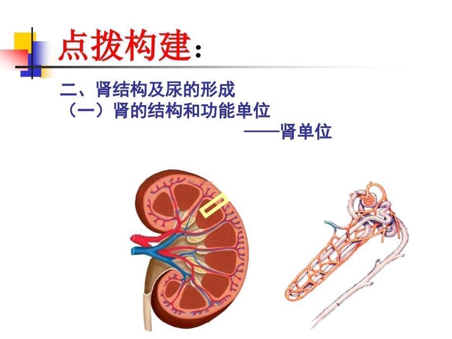 精品第一节尿的形成和排出_第5页