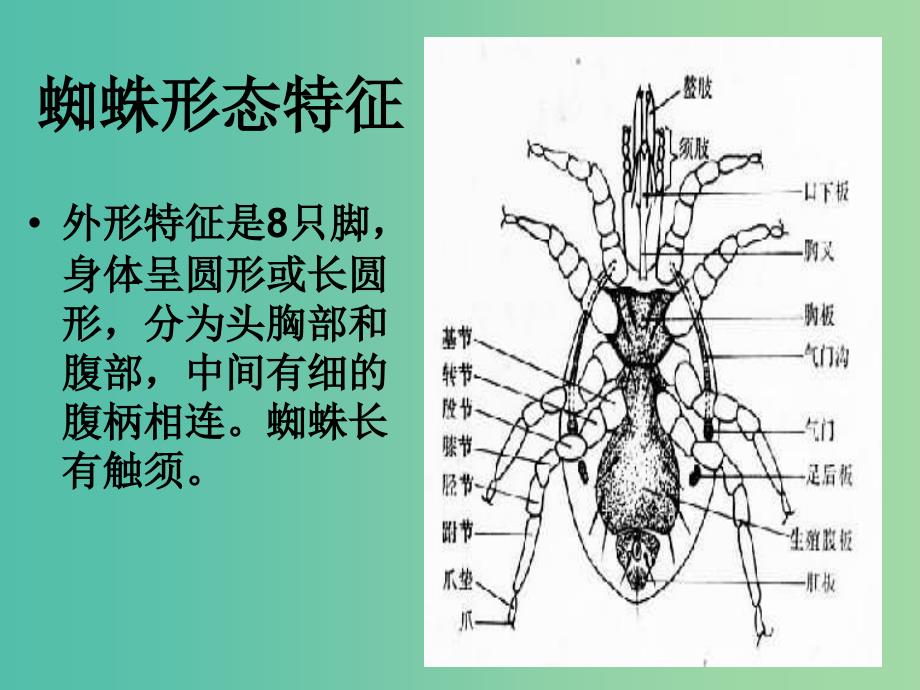 七年级语文下册 第四单元 14《蜘蛛》教学课件 语文版.ppt_第3页